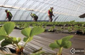 Greenhouse sector struggling to develop